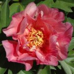 Strawberry Blush