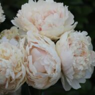 Summer Glow - Pilt 2