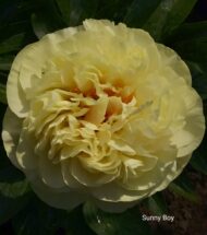 Sunny Boy - Pilt 2