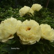 Sunny Boy - Pilt 3
