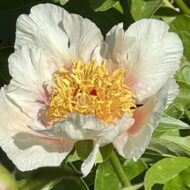 Sunny Kiss - Pilt 4