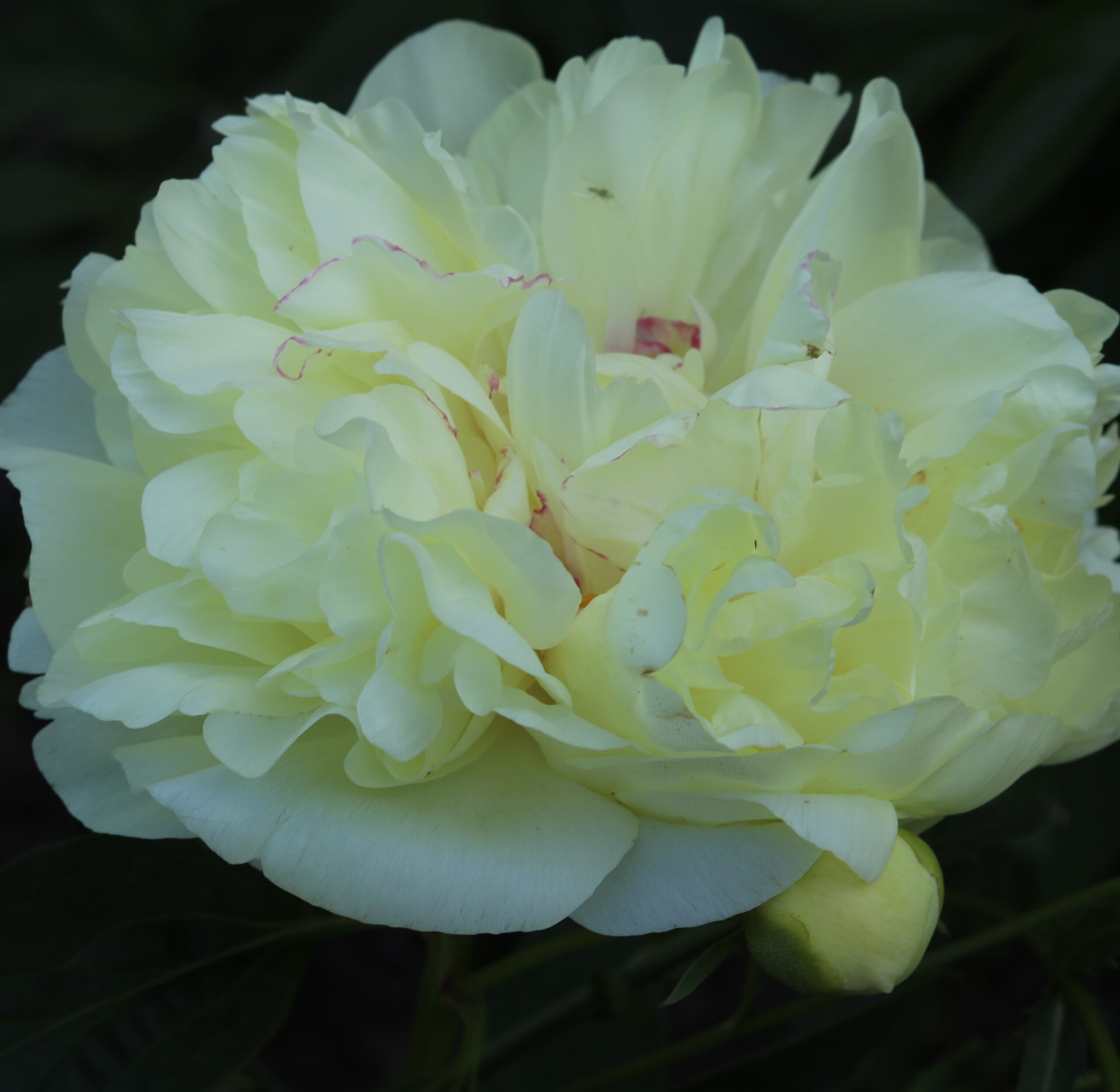 Sweet-Lemonade-riitta1 Lemon Clouds - Pilt 1