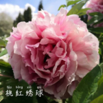 Tao Hong Xiu Qiu