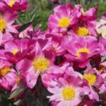 Thoma