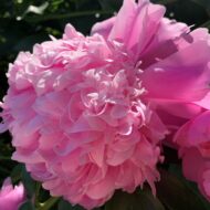 VIR - 39 - Pilt 4