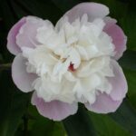 Victoire Lemon