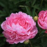 Vivid Rose