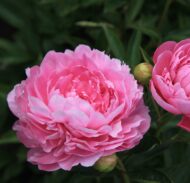Vivid Rose