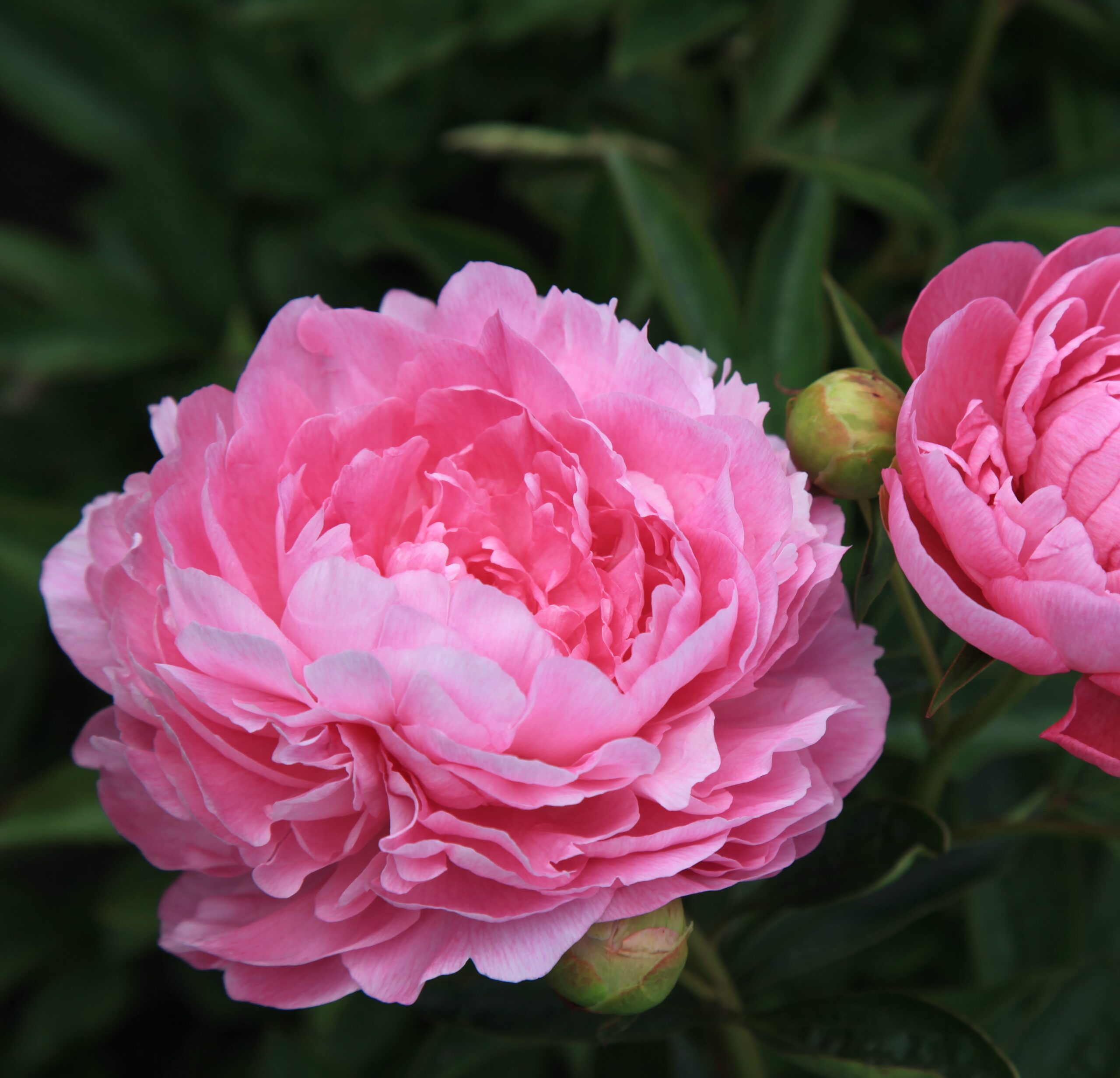 Vivid-Rose Vivid Rose - Pilt 1