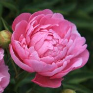 Vivid Rose - Pilt 3