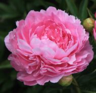 Vivid Rose - Pilt 2