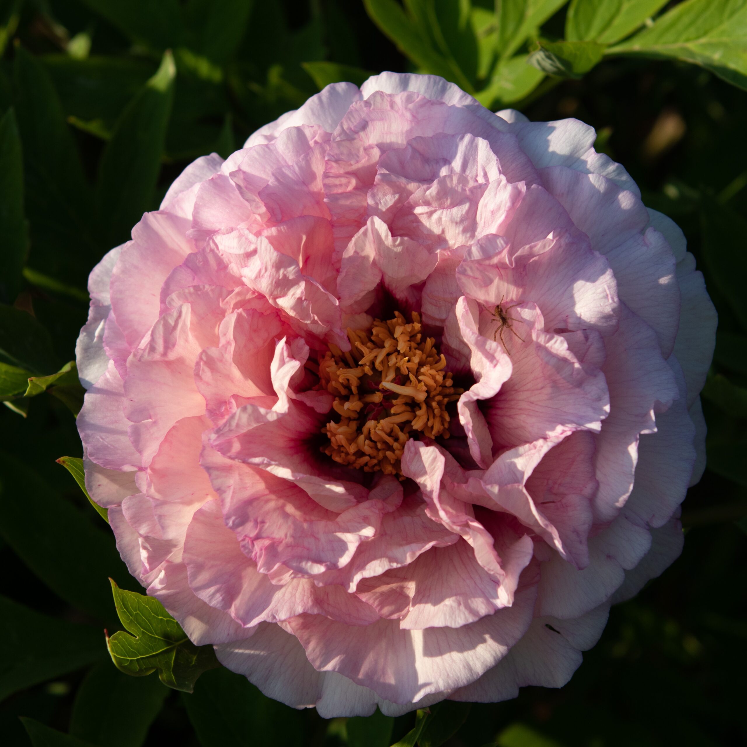 Waucedah-Princess Waucedah Princess - Pilt 1