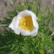 Weisse Perle