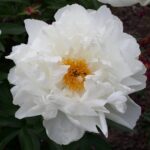 White Grace