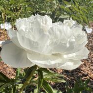 White Grace - Pilt 4