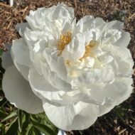 White Grace - Pilt 2