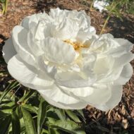 White Grace - Pilt 3