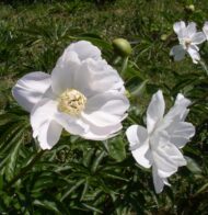 White Innocence - Pilt 2