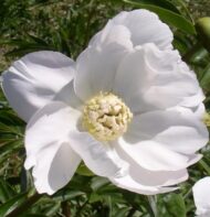 White Innocence - Pilt 3