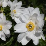 White Innocence