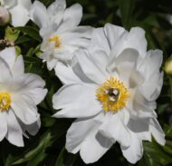 White Innocence