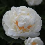 White Ivory
