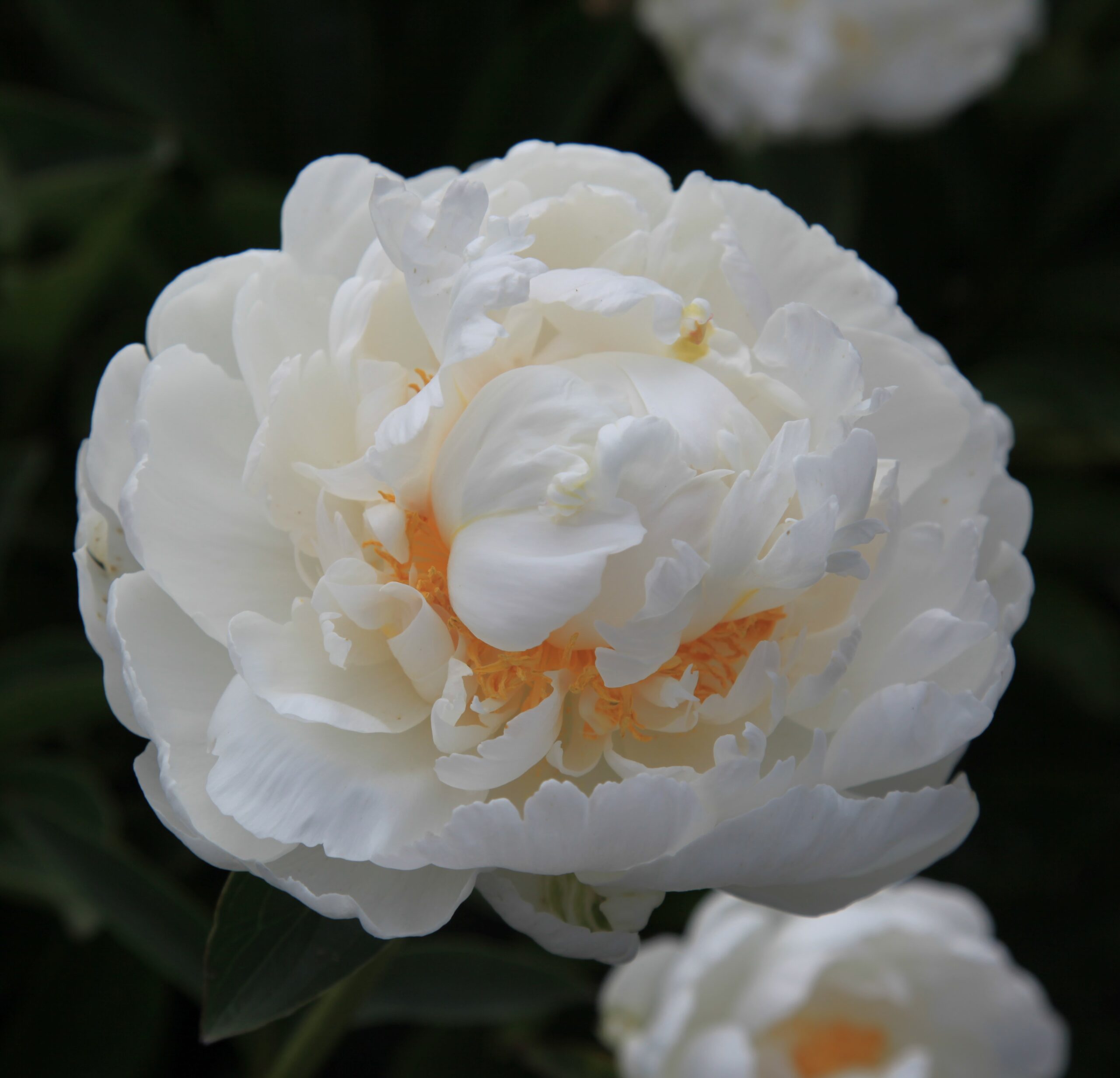 White-Ivory White Ivory - Pilt 1