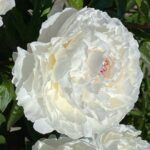 White Lullaby