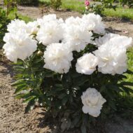 White Wicker - Pilt 4