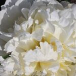 White Masterpiece