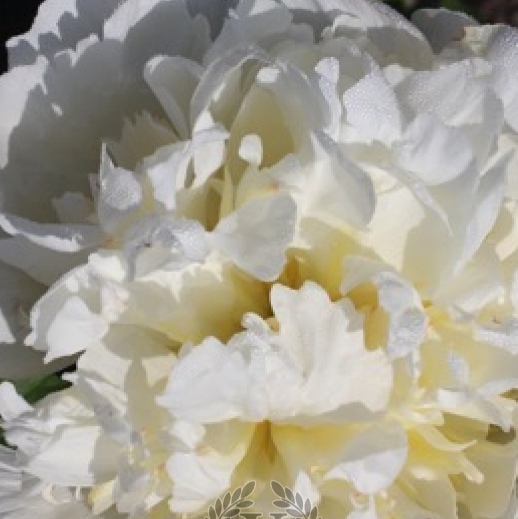 White-masterpiece-1-813-1-1600x1600 White Masterpiece - Pilt 1