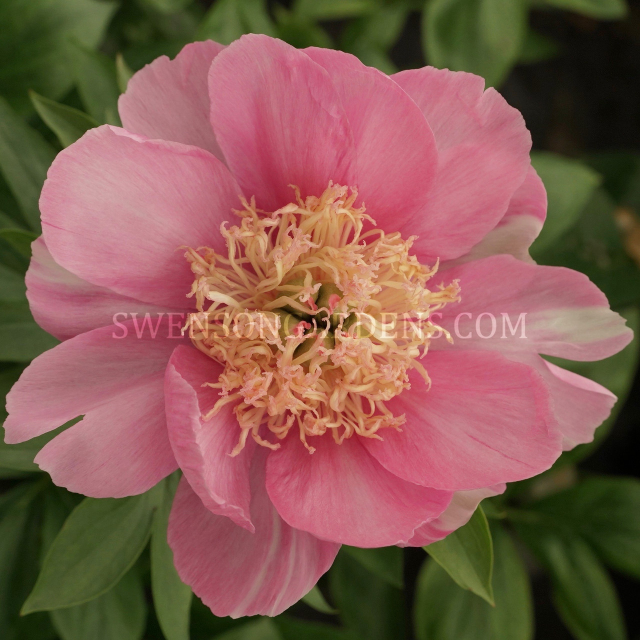 Wonderous_Canvas__51562 Wonderous Canvas - Pilt 1