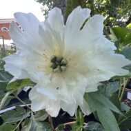 Wout's White - Pilt 3