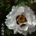 Xue Lian