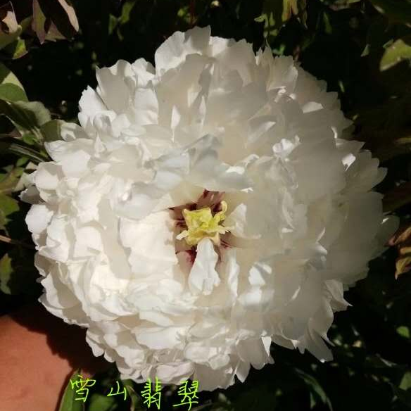 Xue-Shan-Fen-Cui Xue Shan Fen Cui - Pilt 1
