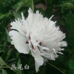 Yan Wei Bai