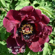 Ye Guang Bei - Pilt 2