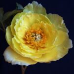 Yellow Gem