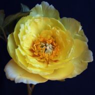Yellow Gem