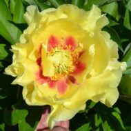 Yellow Gem - Pilt 2
