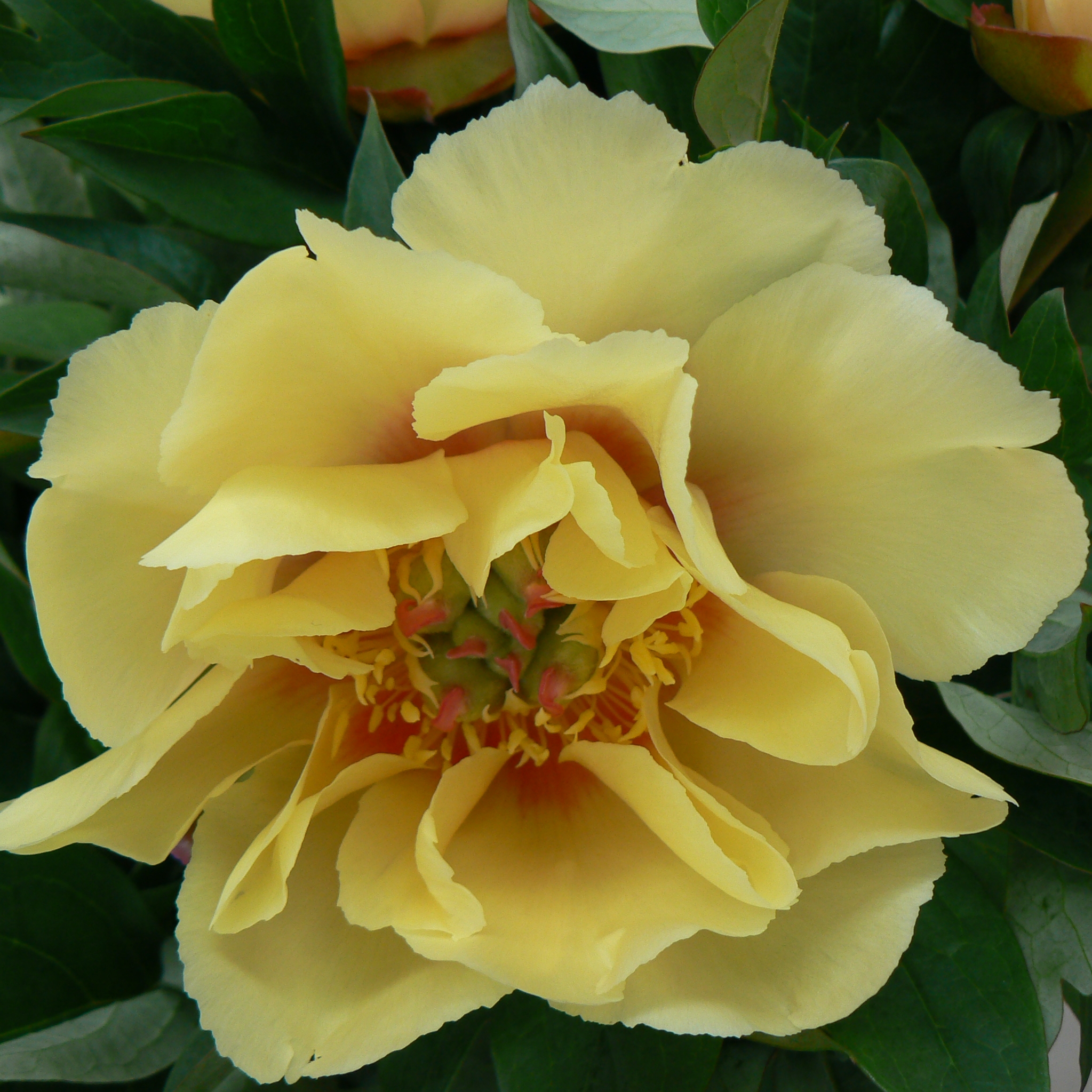 Yellow-Heaven-R2-21 Yellow Heaven - Pilt 1