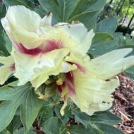 Yellow Heaven - Pilt 2