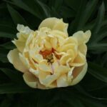 Yellow Waterlily