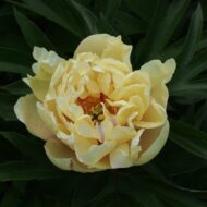 Yellow Waterlily