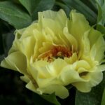 Yellow Dream