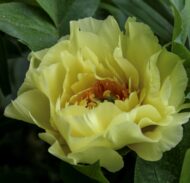 Yellow Dream