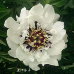 Yi Shi Zi