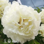 Yu bai Xiu Qiu