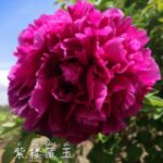Zi Lou Cang Yu