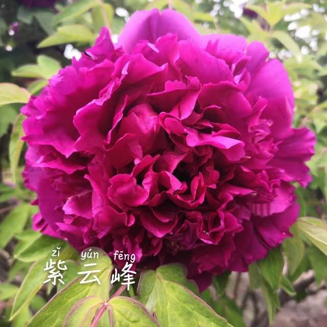 Zi-Yun-Feng Zi Yun Feng - Pilt 1